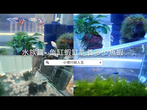 魚缸魚數量計算|魚缸魚數量計算公式